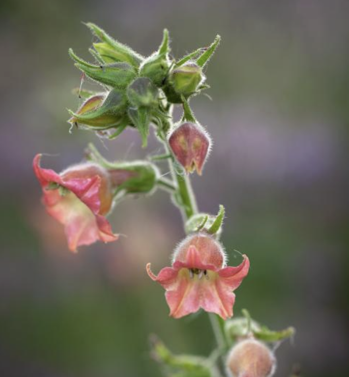 Nicotiana glutinosa
