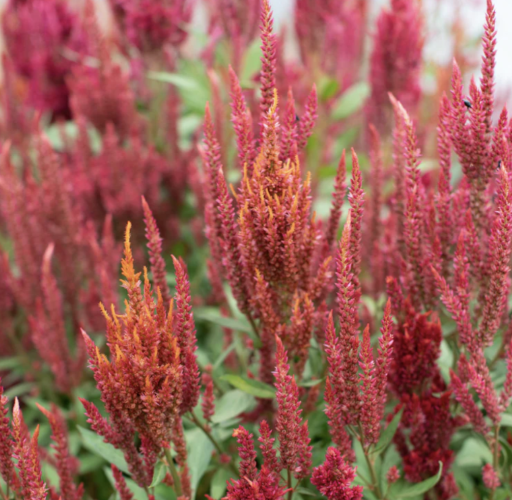 Screenshot 2026-03-31 at 2.38.40 AM.png