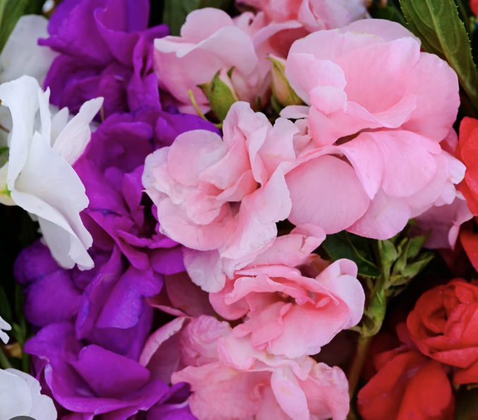 Balsam impatiens mix