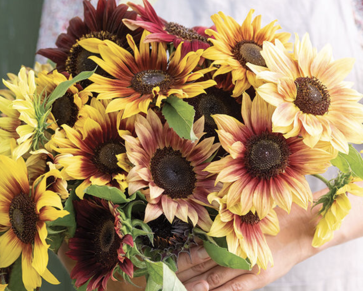 Sunflower - Daydream mix