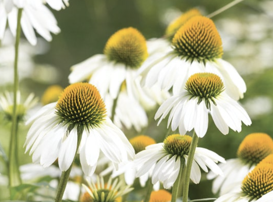 Echinacea - White swan (perennial)