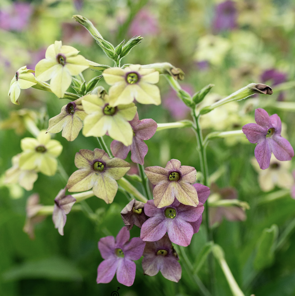 Nicotiana watercolors mix *NEW