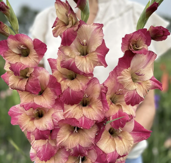 Screenshot 2026-03-25 at 1.00.04 AM.png