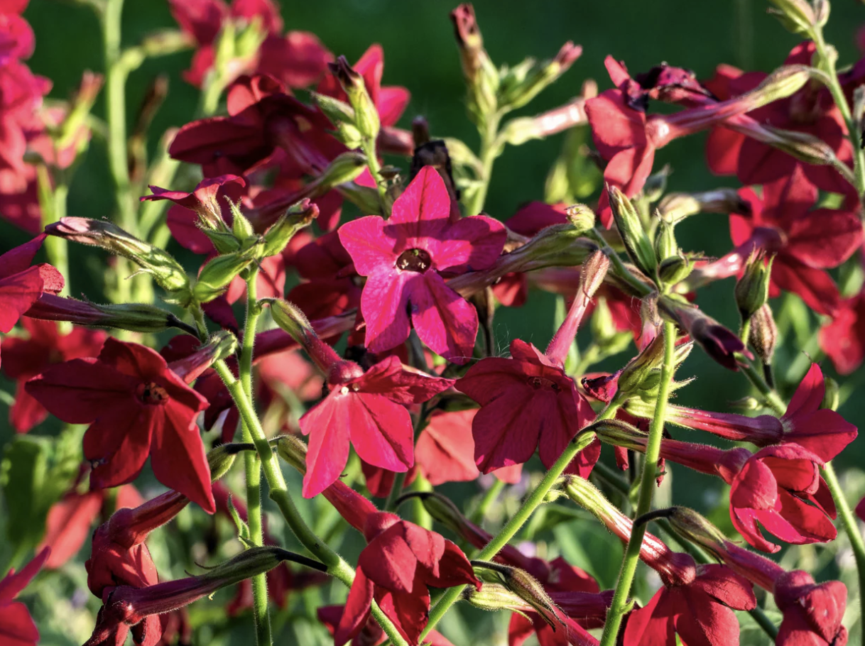 Nicotiana night flight *NEW