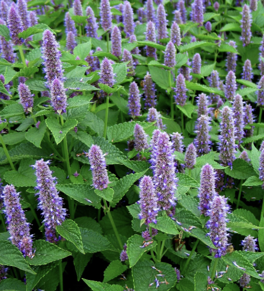 Anise Hyssop