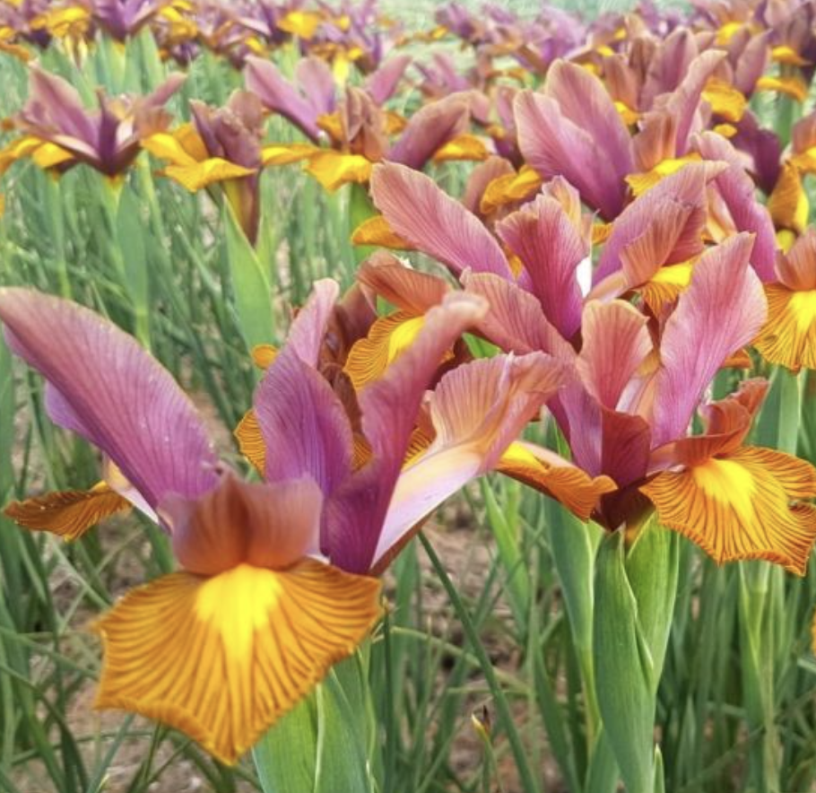 Dutch iris - lion king (bulbs)