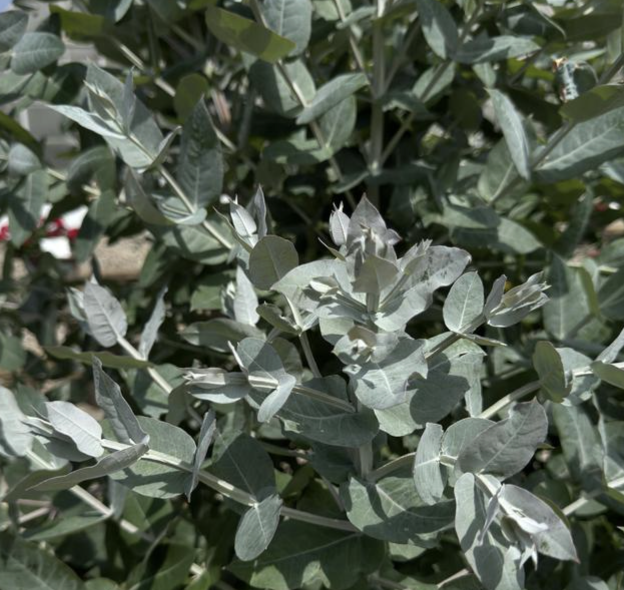 Eucalyptus - styx dwarf (perennial) *NEW