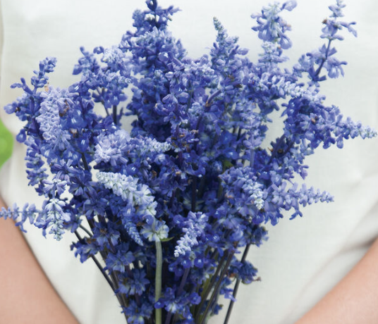 Salvia - Victoria blue (perennial)