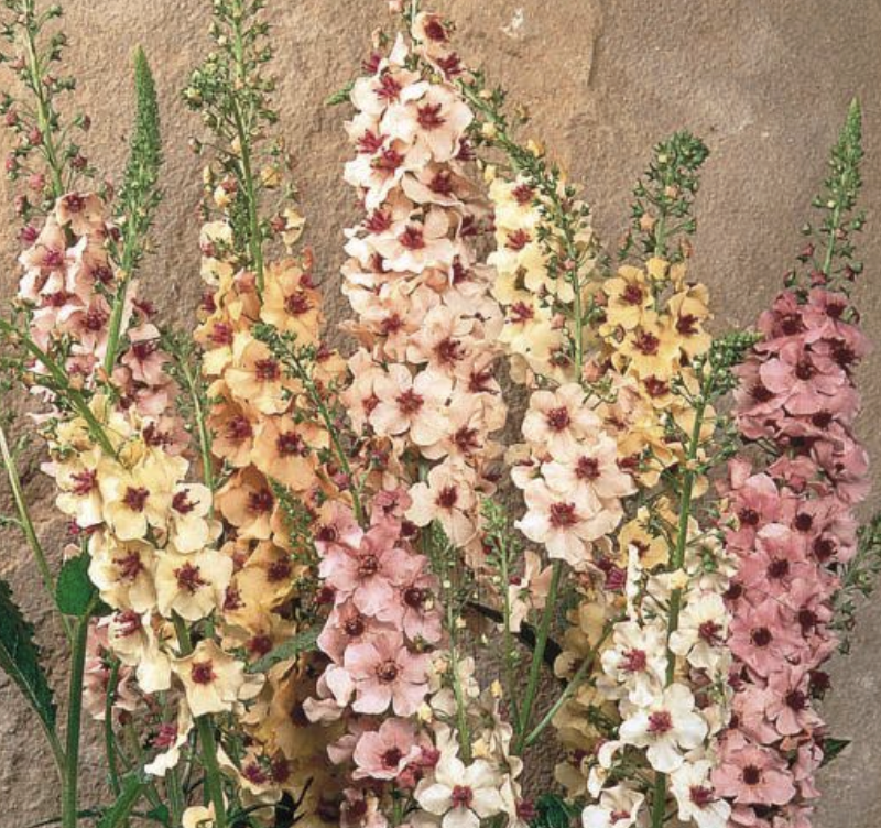 Verbascum southern charm (perennial) *NEW