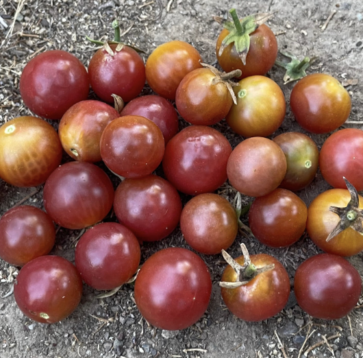 Screenshot 2026-03-24 at 9.50.55 PM.png