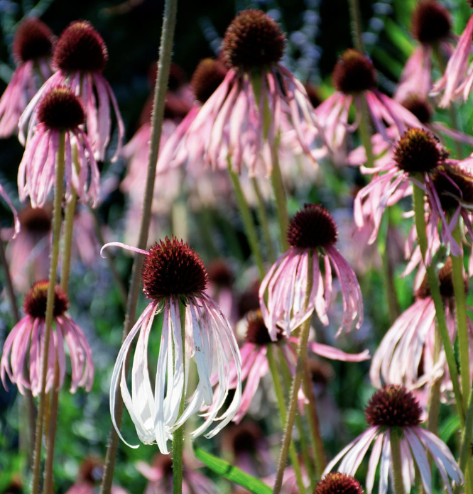 Echinacea pallida (perennial)