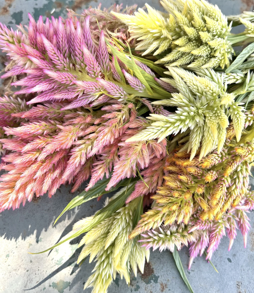 Celosia - rainbow sorbet (dwarf)