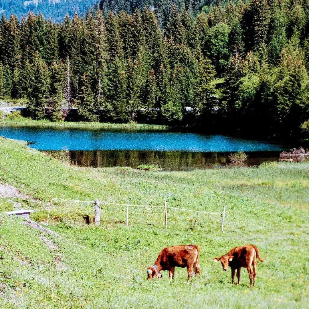 Switzerland views ⛰️
📍Lac de Morgins 
¤
#morgins #schweiz #avoriaz #swiss #valais #morzine #switzerland #mountains #travel #photography #myswitzerland #swissalps #love #portesdusoleil #inlovewithswitzerland #landscape #suisse #visitswitzer