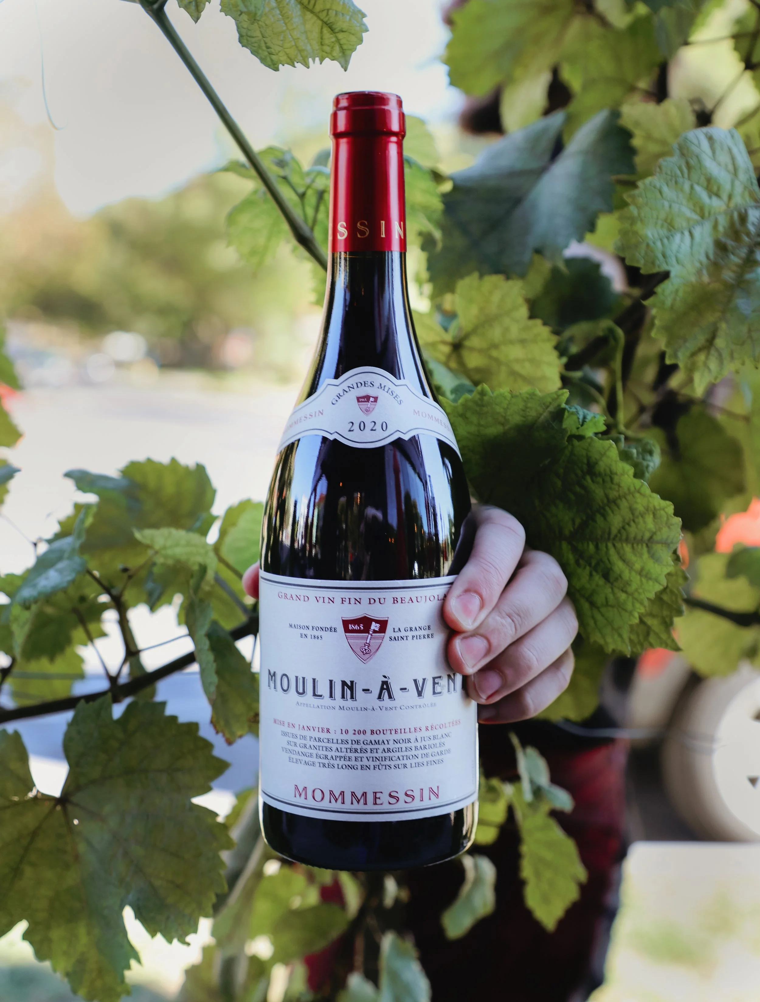 A person holding a bottle of red wine in a vineyard, surrounded by green grapevine leaves and grape clusters.