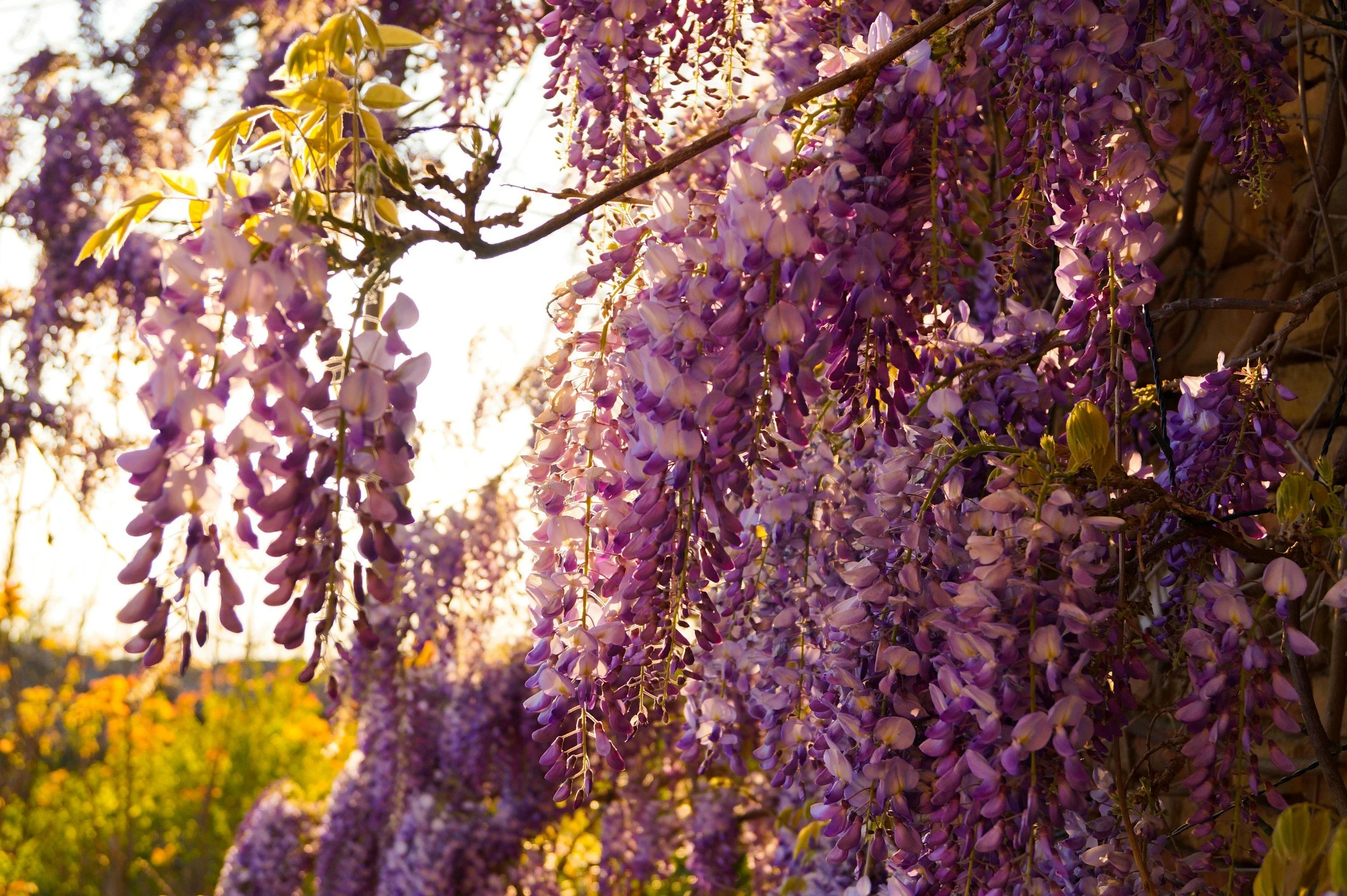 FLOWER GARDEN BALACLAVA（BLACK)irojikake The Wisteria of Japan & LA: Ashikaga Flower Park & the