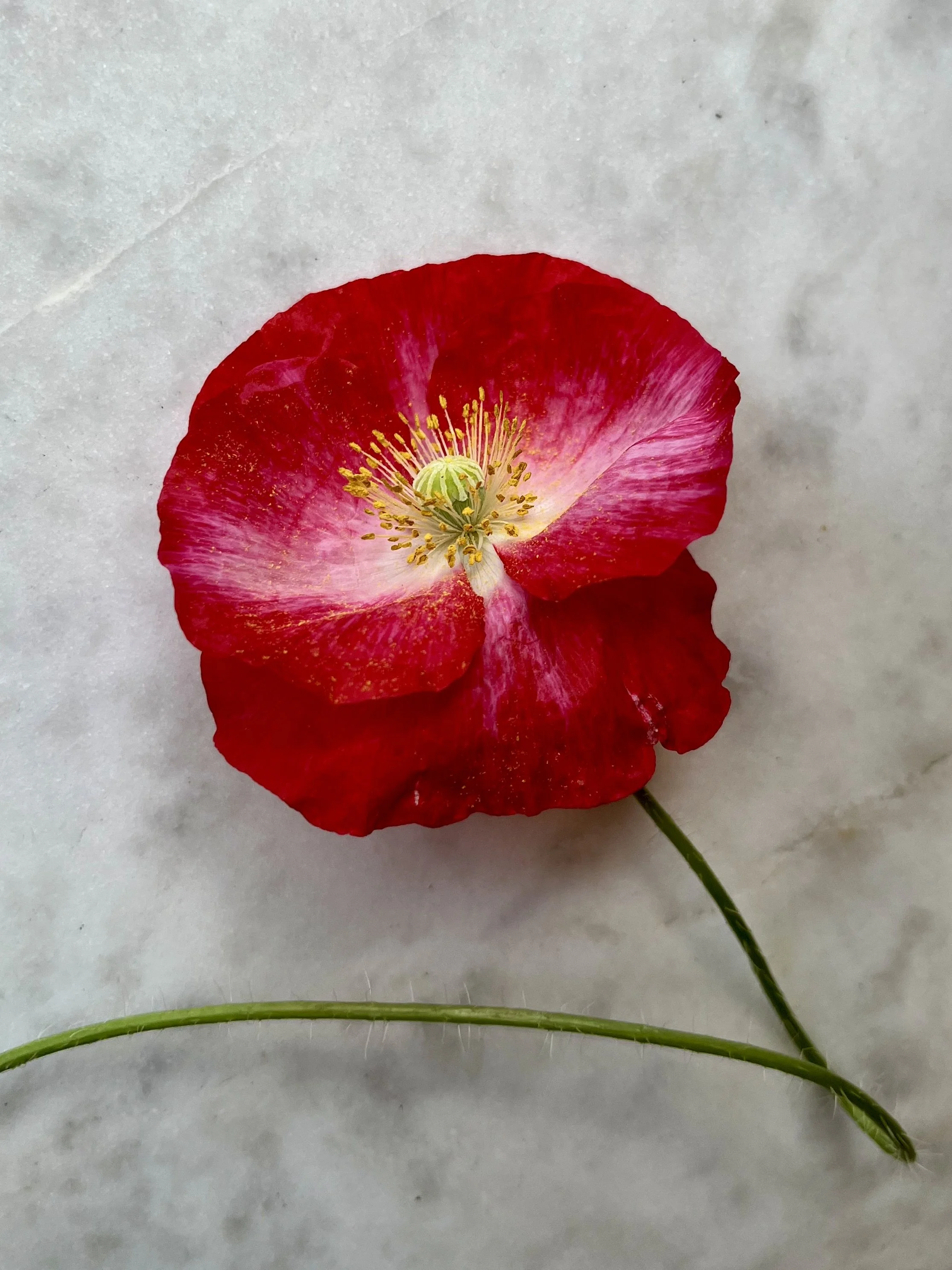 Superbloom-Red-Poppy-2026.jpeg