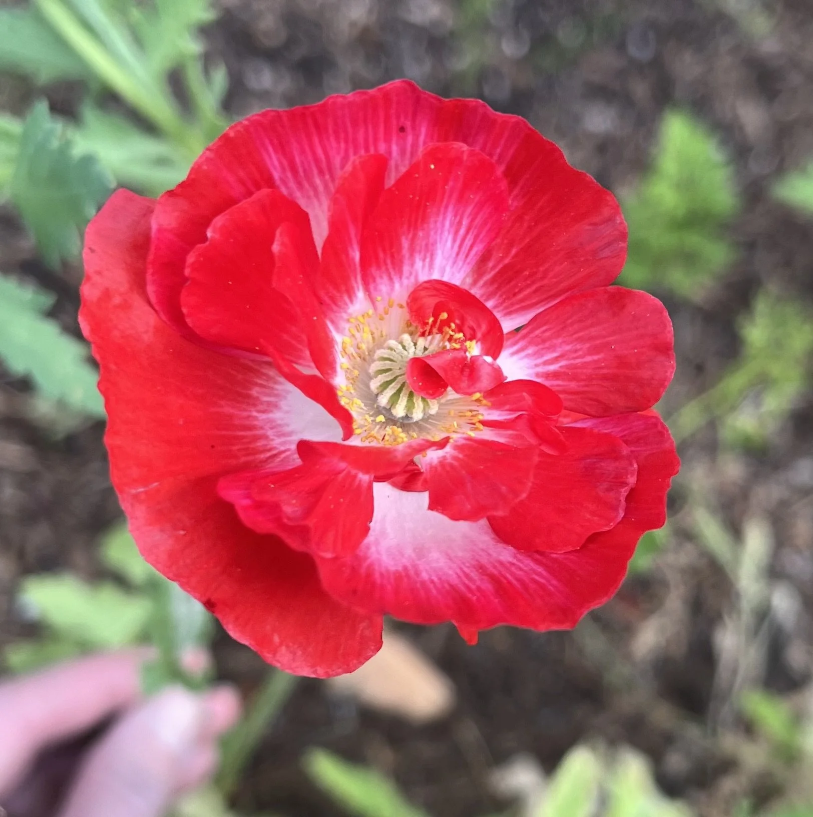 IMG_7165.jpeg