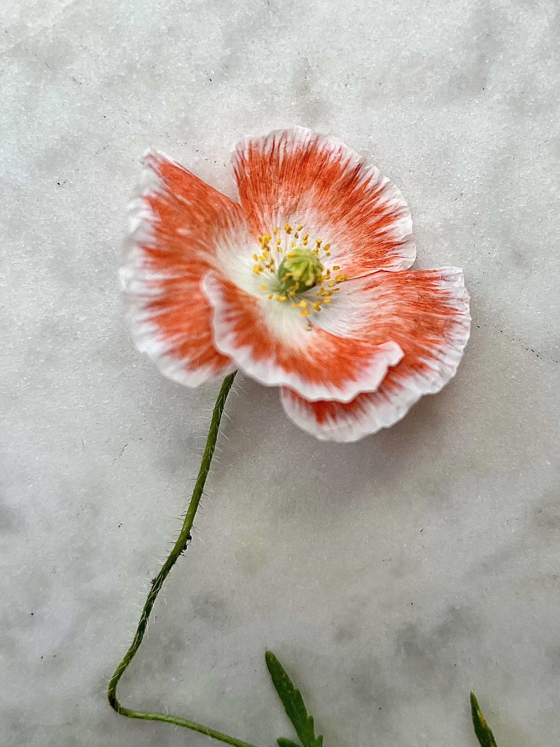 IMG_6929.jpeg