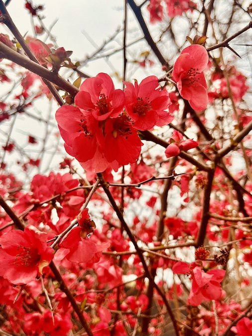 Superbloom-flowering-quince-spring-2025.jpeg