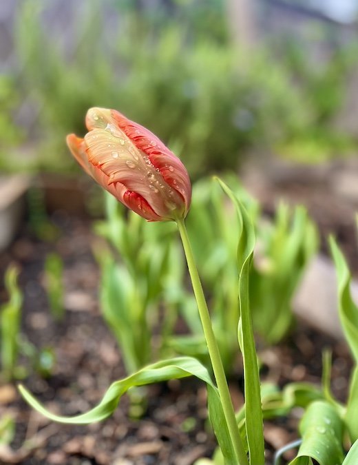 Superbloom-parrot-tulip-spring-2025.jpeg