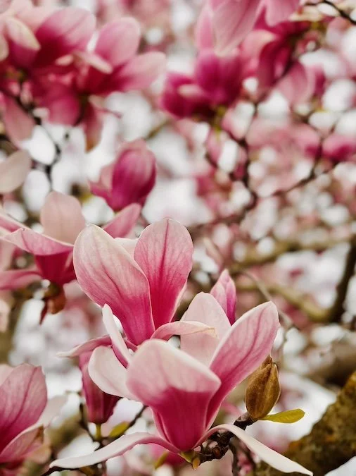 Superbloom-Pink-Magnoli-tree-spring-2025.jpeg
