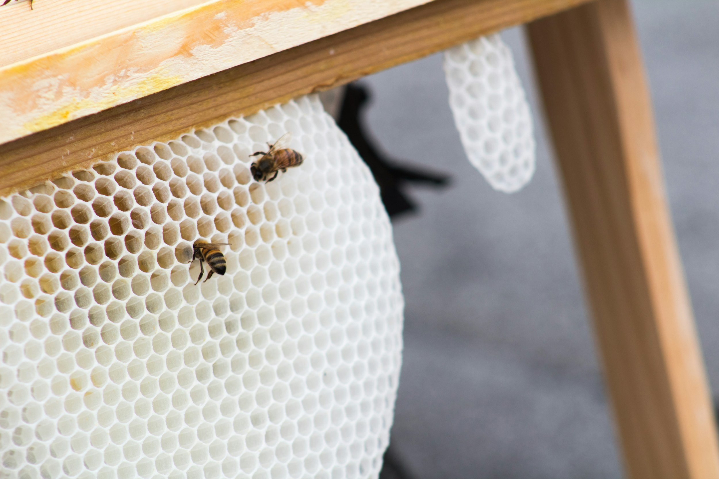 cuckmere-organics-beeswax-skincare-hydration