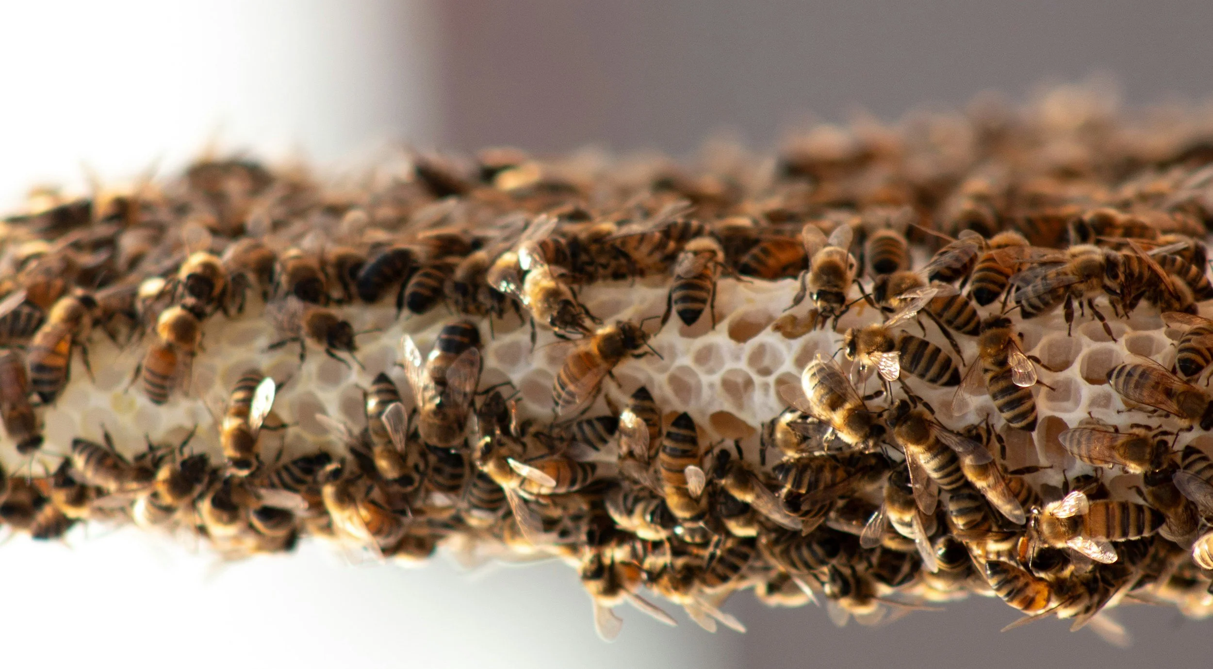 Honeybees gathered on natural honeycomb