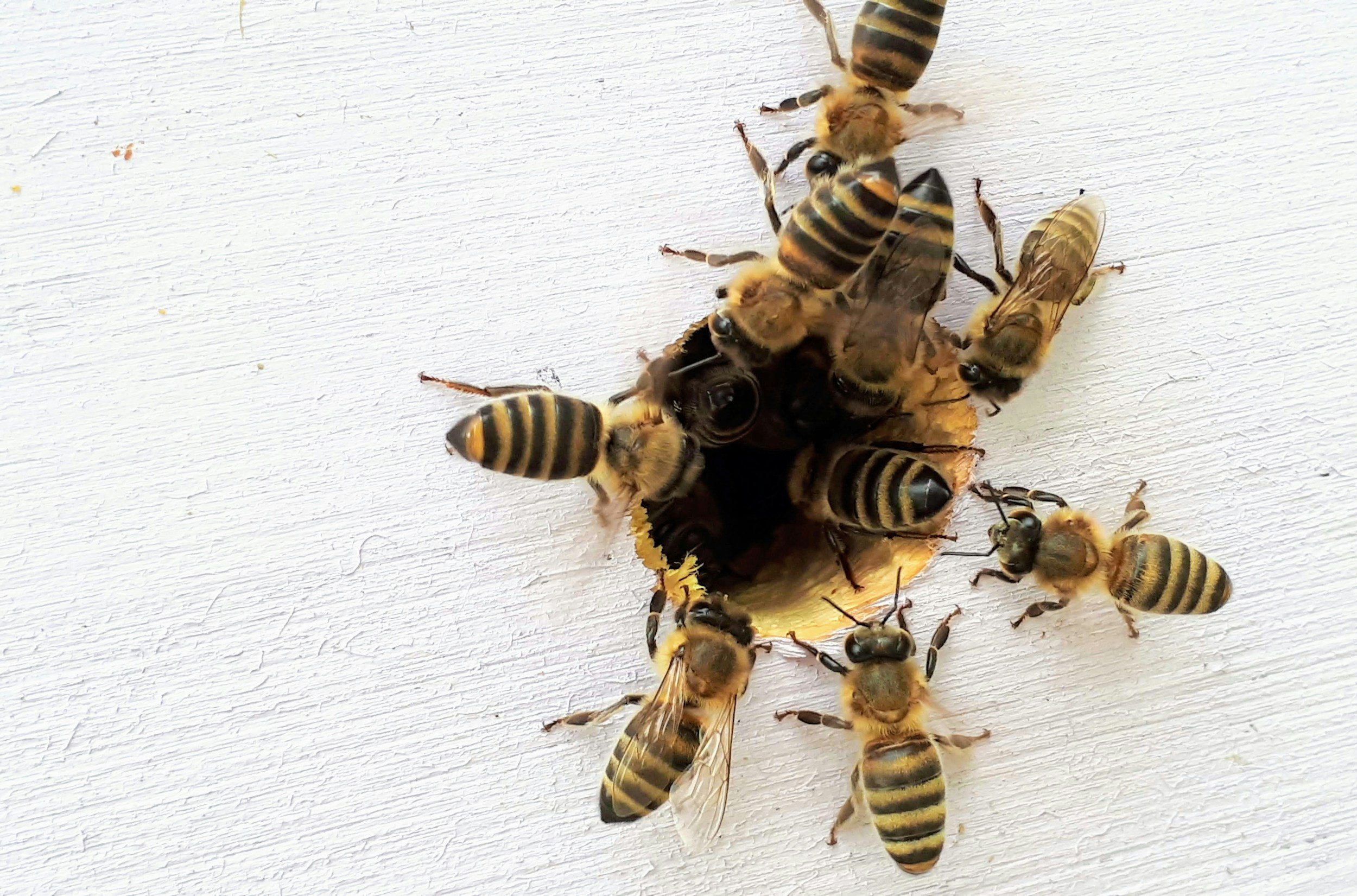 Honeybees gathered around an entrance to their hive
