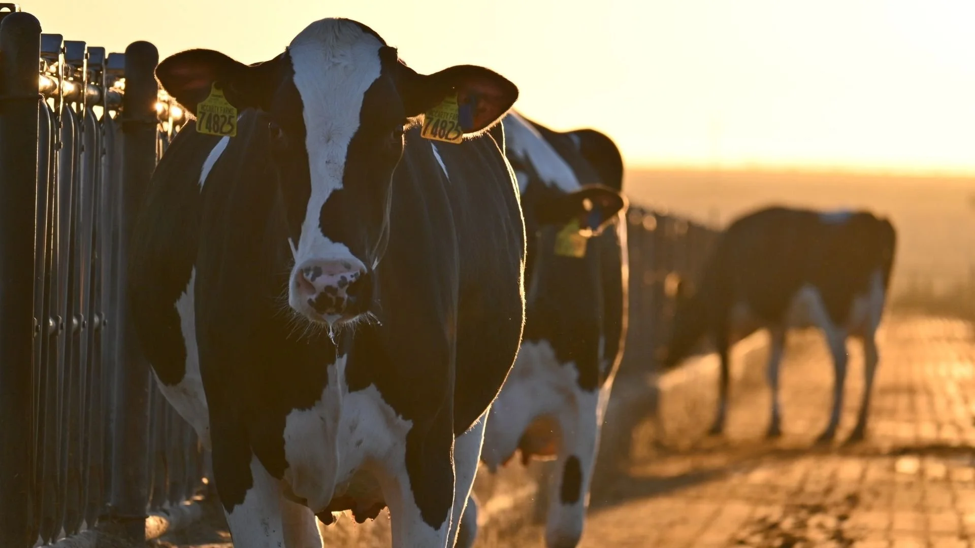 Farm Succession Planning &amp; Generational Transition for Dairy Producers