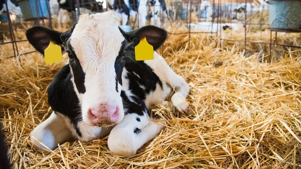 Consistency Creates Champions: Building High-Performing Calf Programs