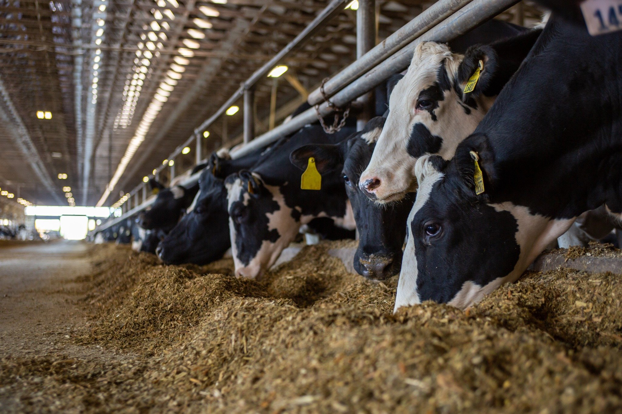 Farm Transition and Leadership: Why Dairy Producers Need the Right Advisors at the Table