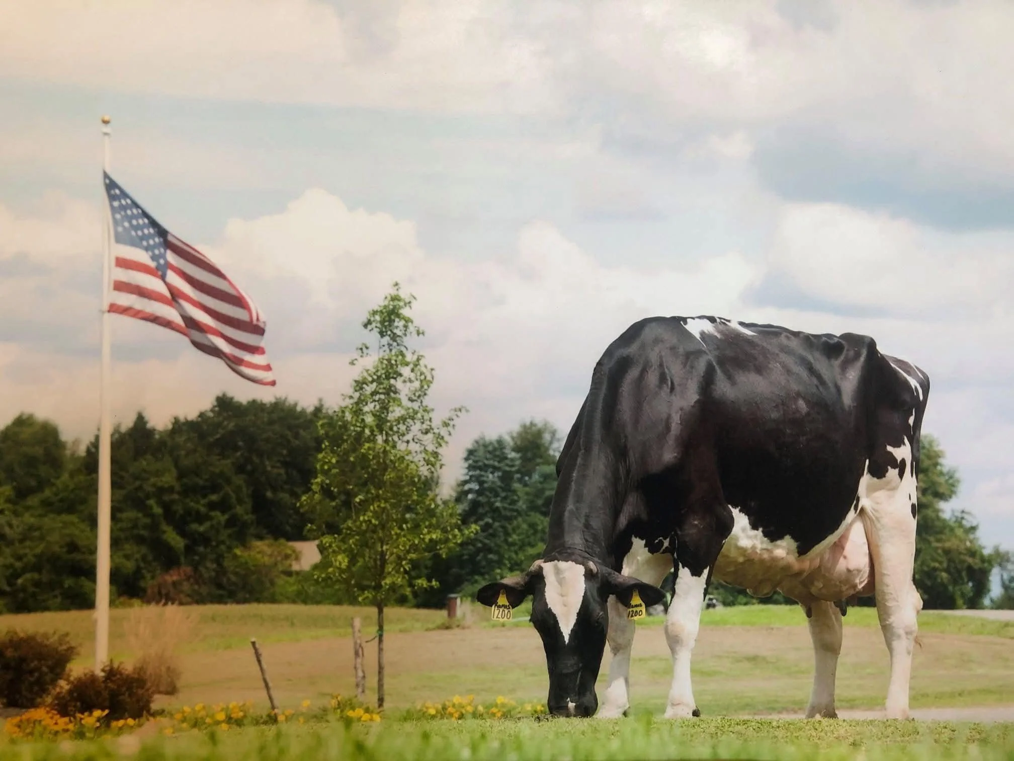 How to Build Profitable, Resilient Dairy Herds for the Future