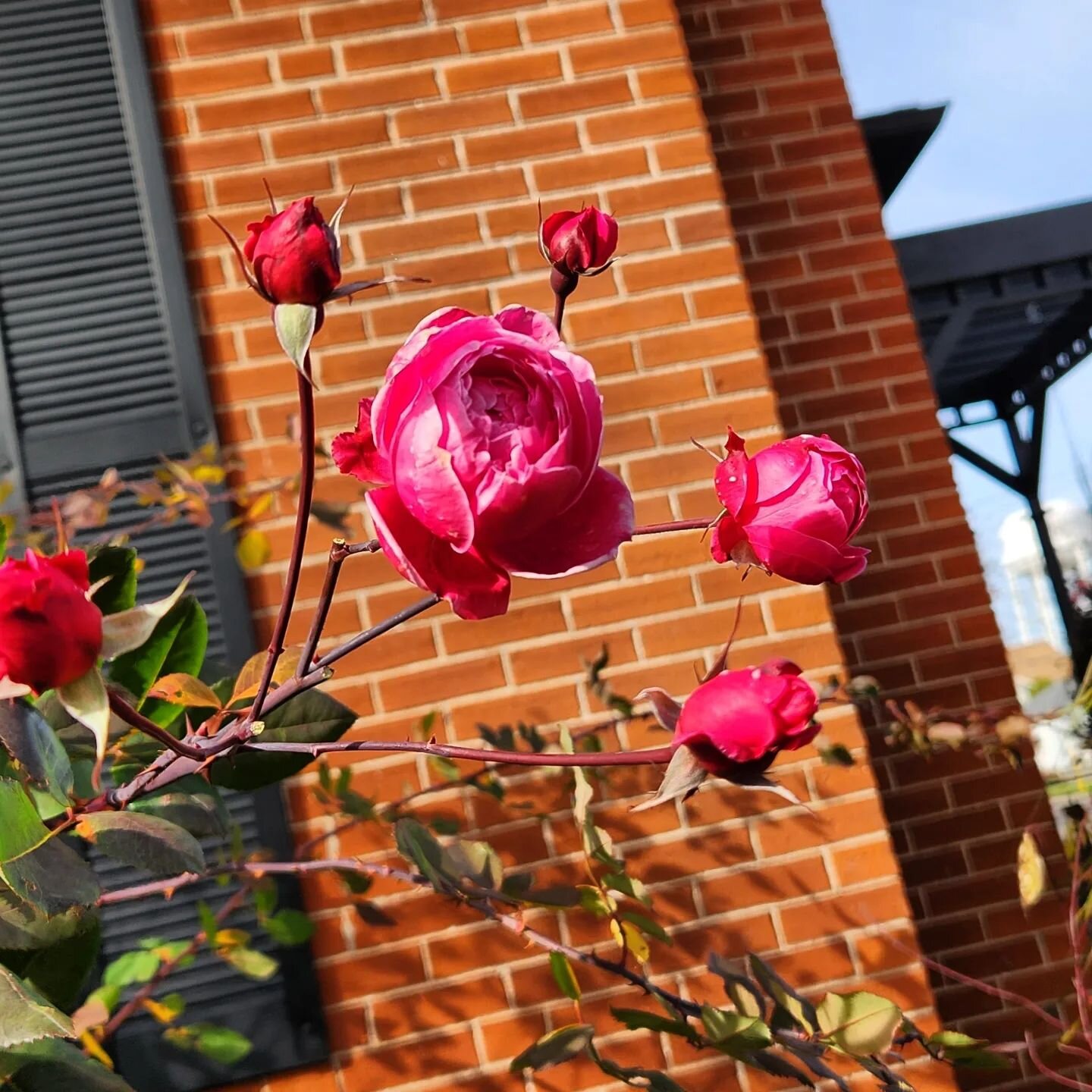 It may be November, but the roses are in full bloom @theredbricksuites ... enjoy it while it lasts! It is the perfect time for a fall getaway.