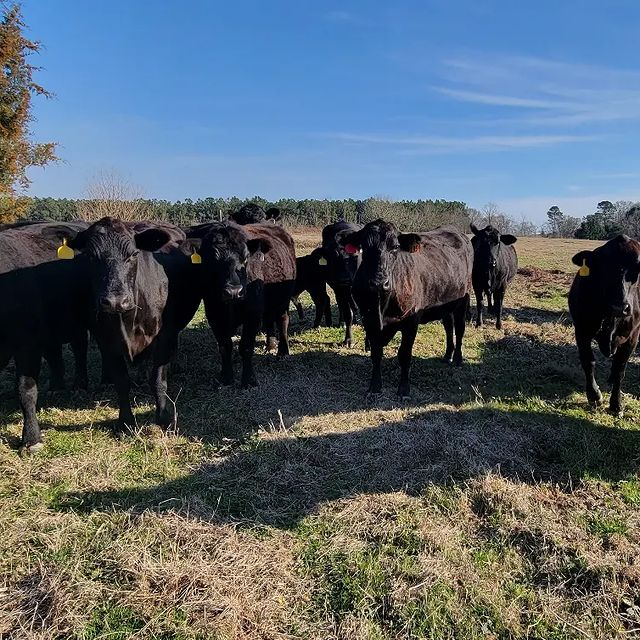 practices-barton-ranch-beef
