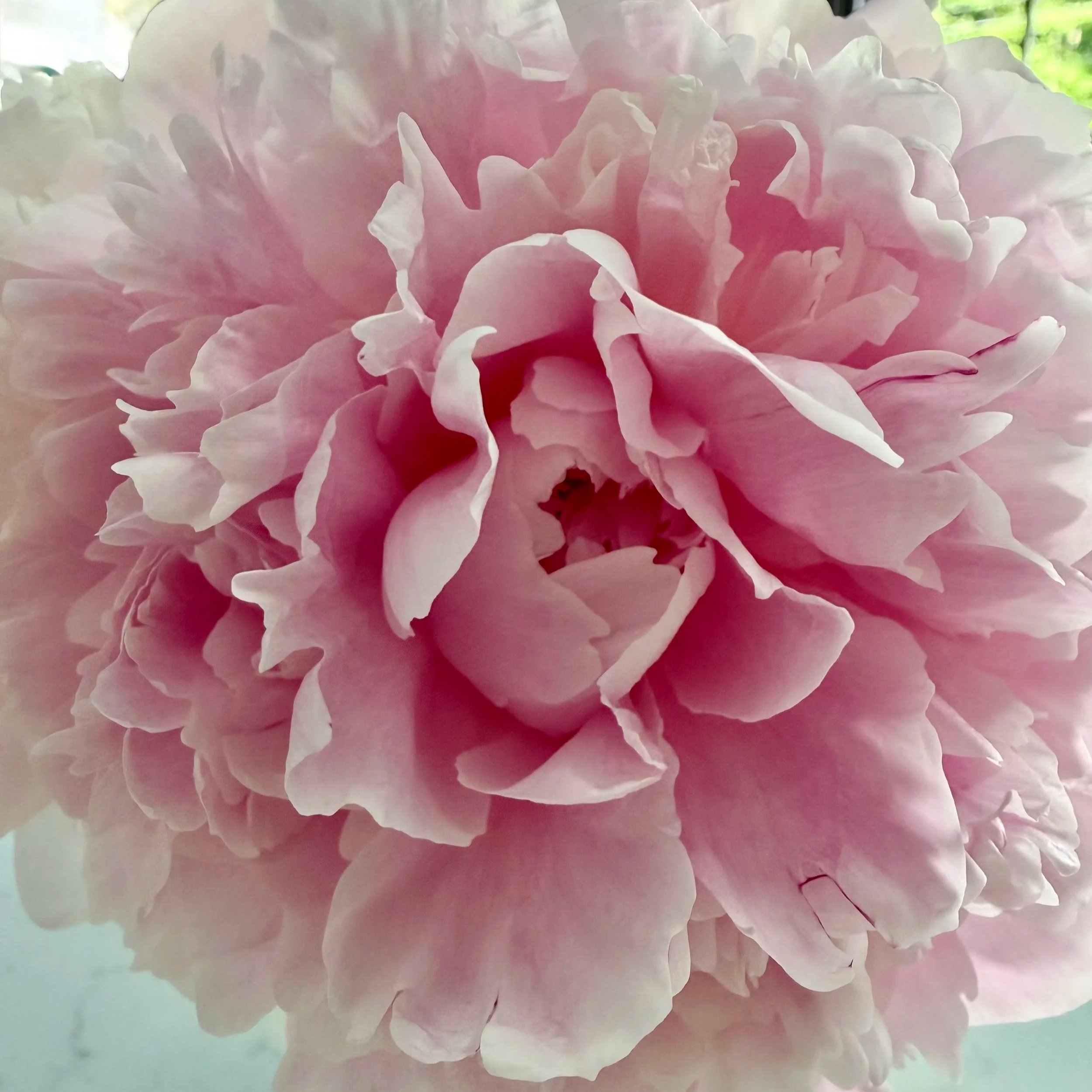 Mamas In Bloom- A postpartum mental health and wellness program for new moms. More than a support group, find your community
