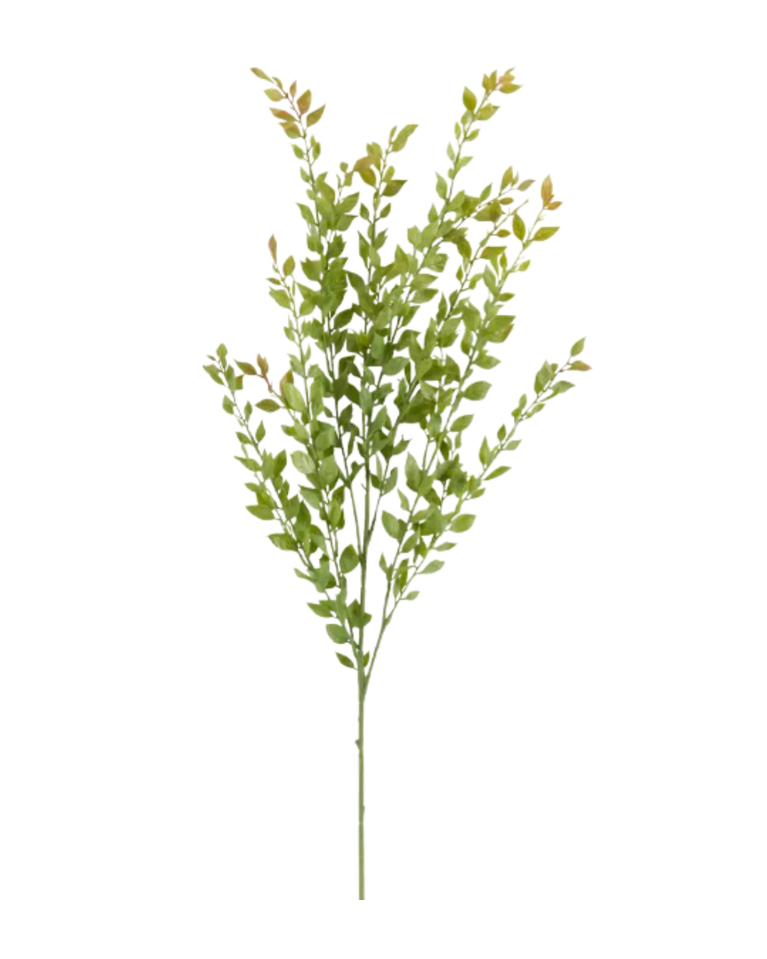 Acacia Colombian.png