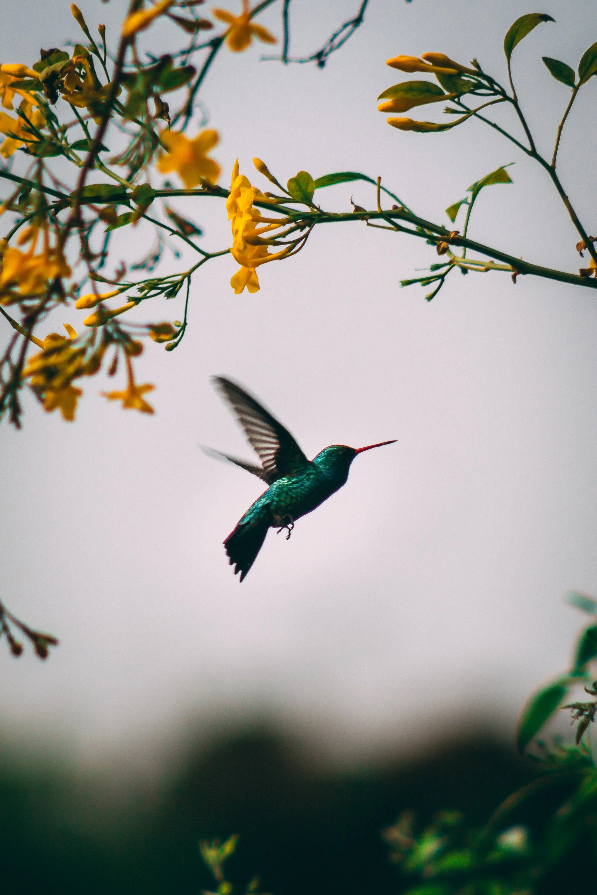 Hummingbird Stories
