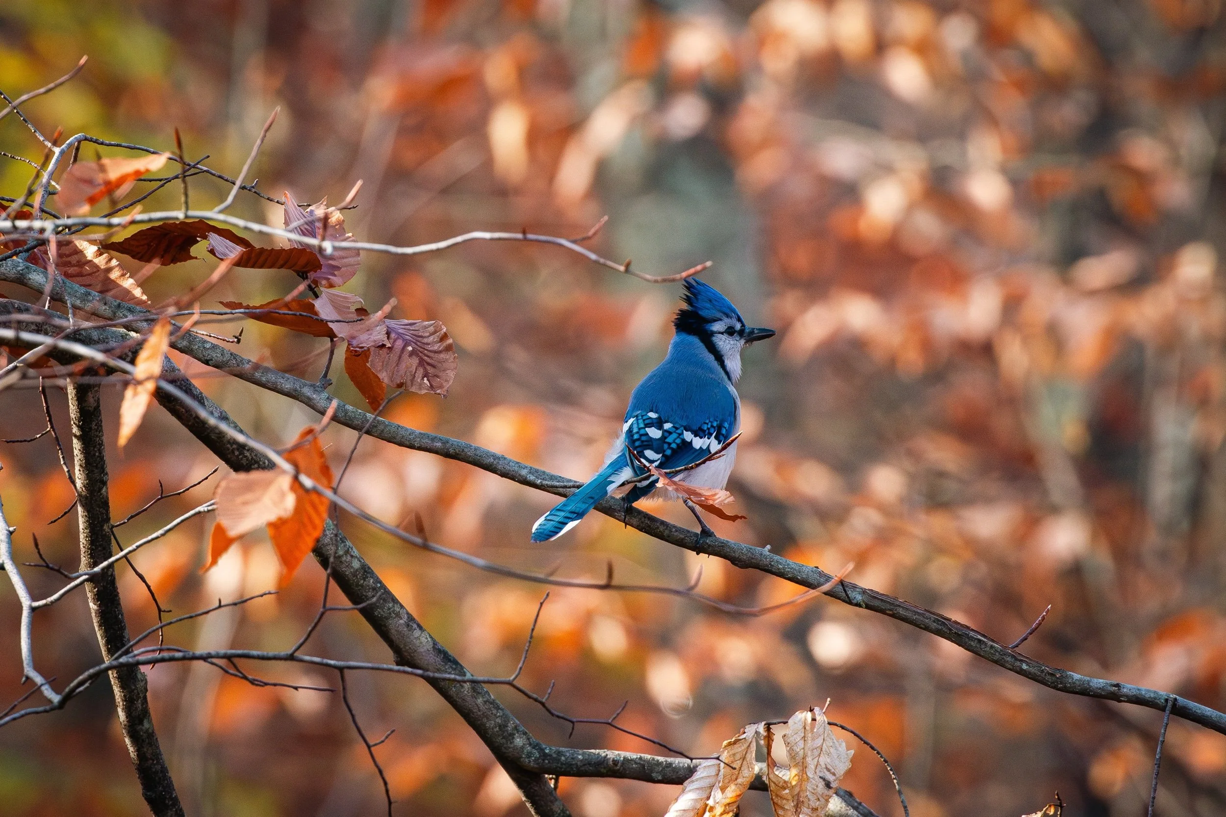 Rambles: Rediscovering Hope on Healing Wings