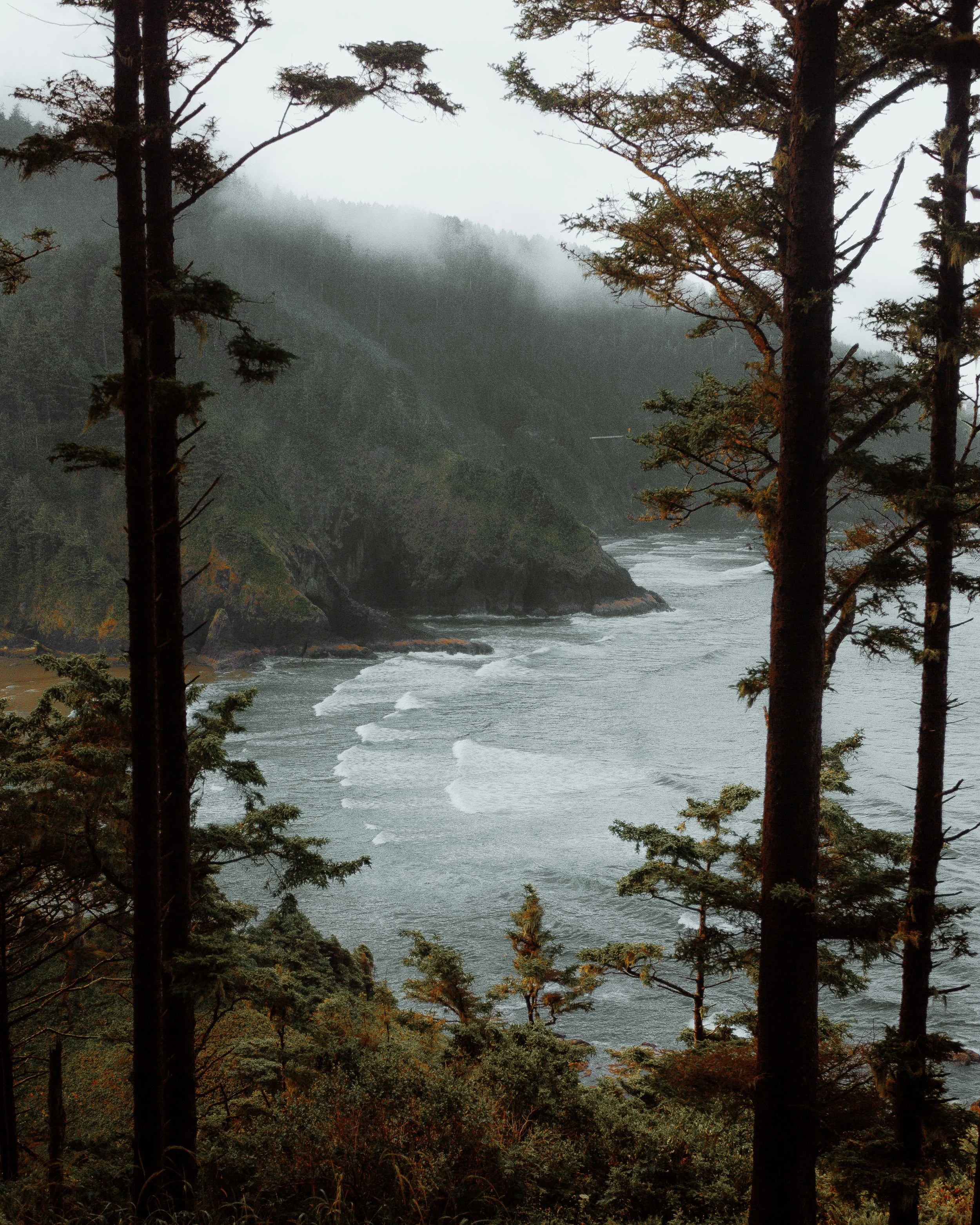 Birds of the Oregon Coast