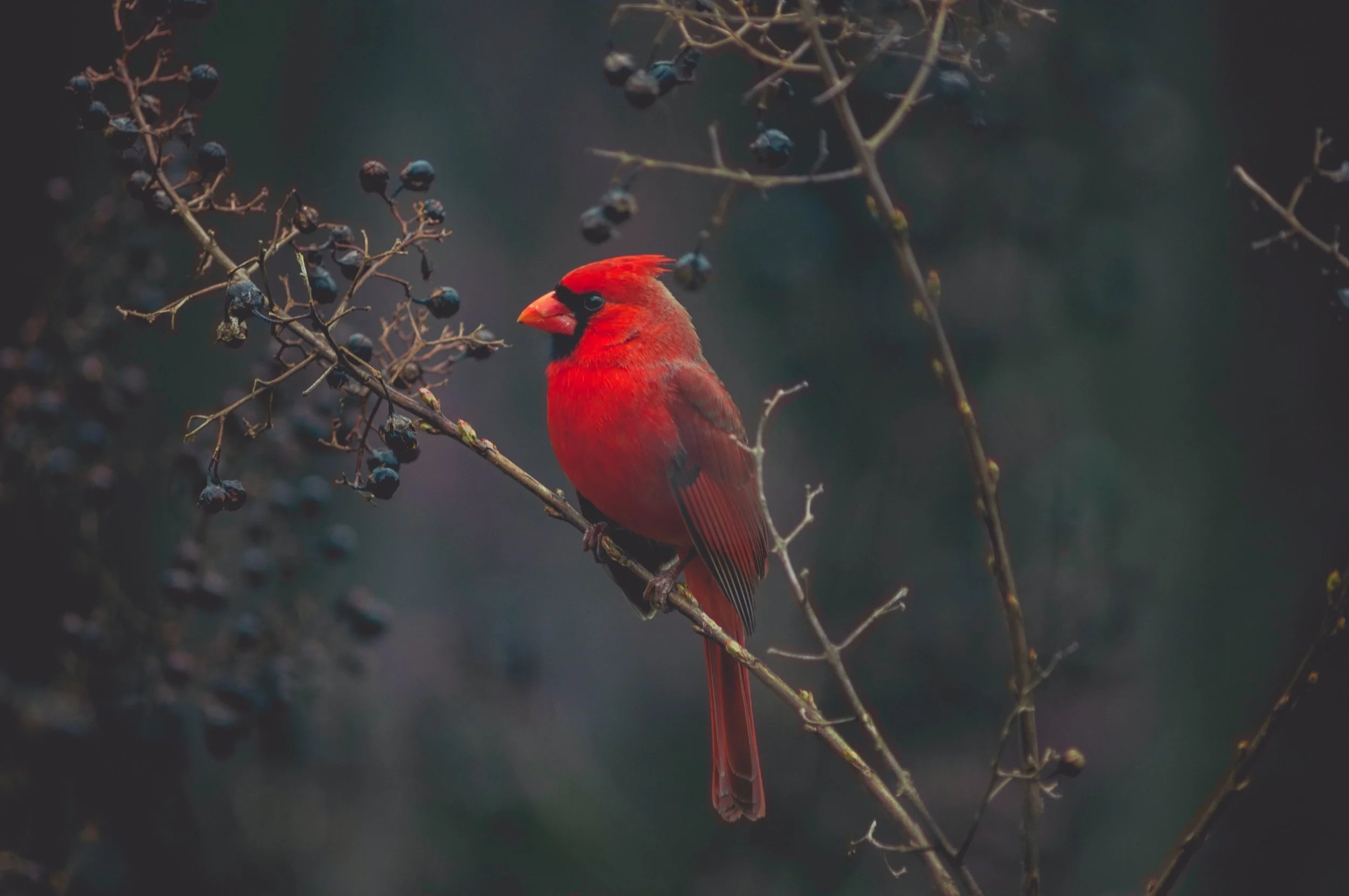 Cardinal Stories