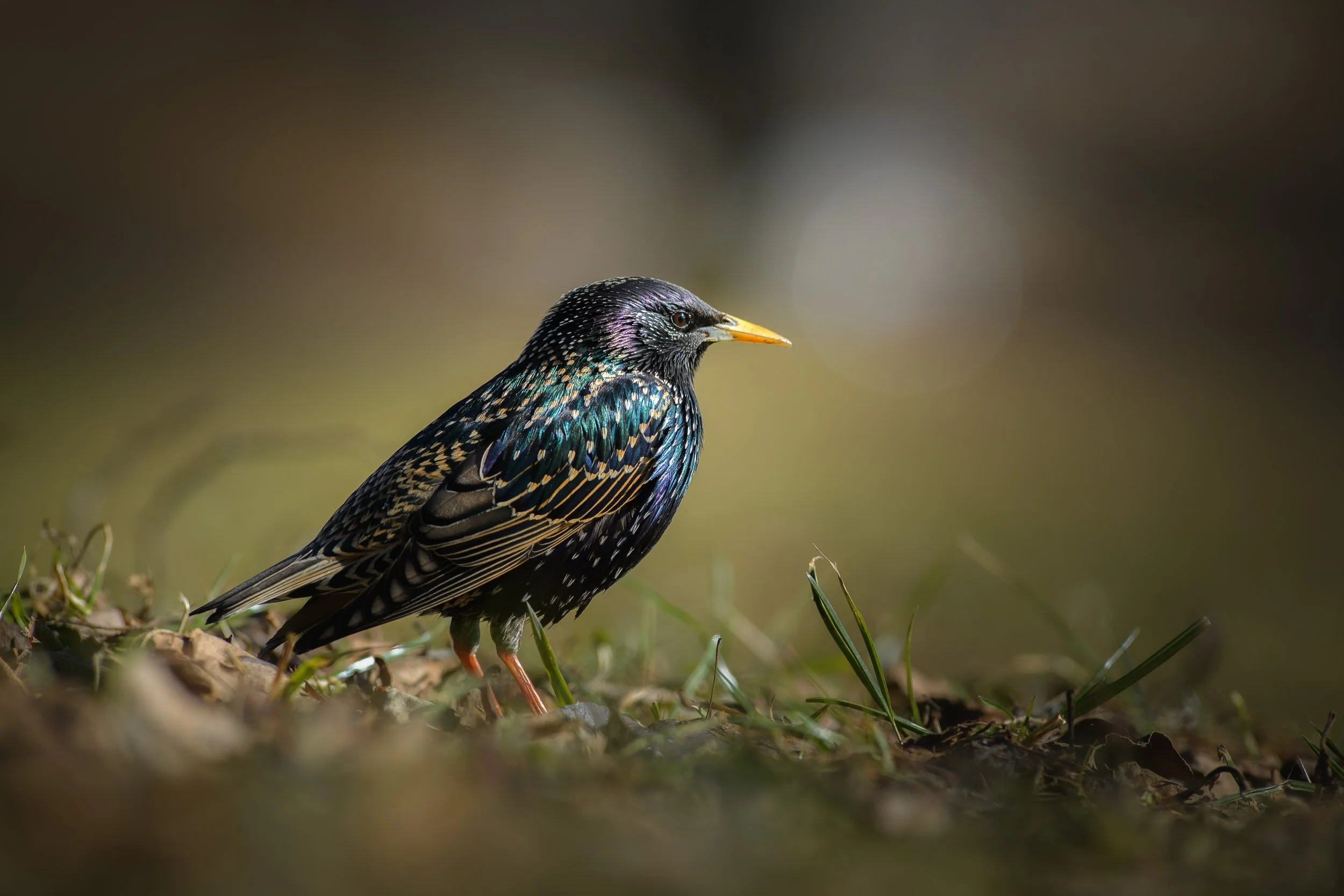 Starling Stories