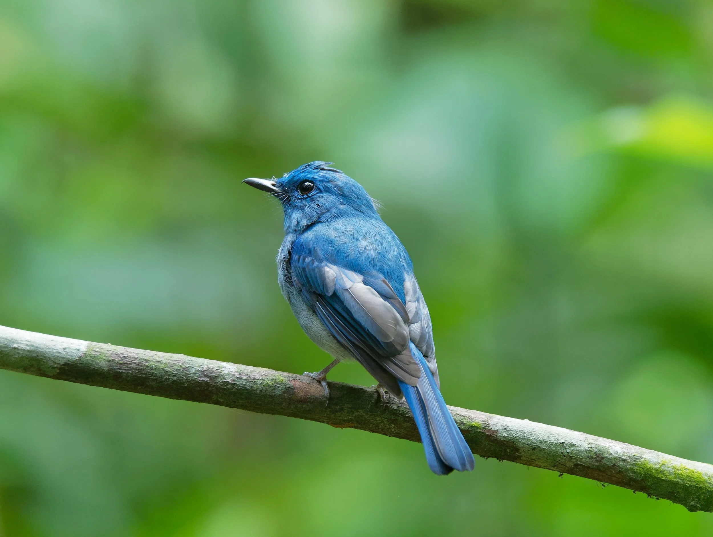 Bluebird Stories