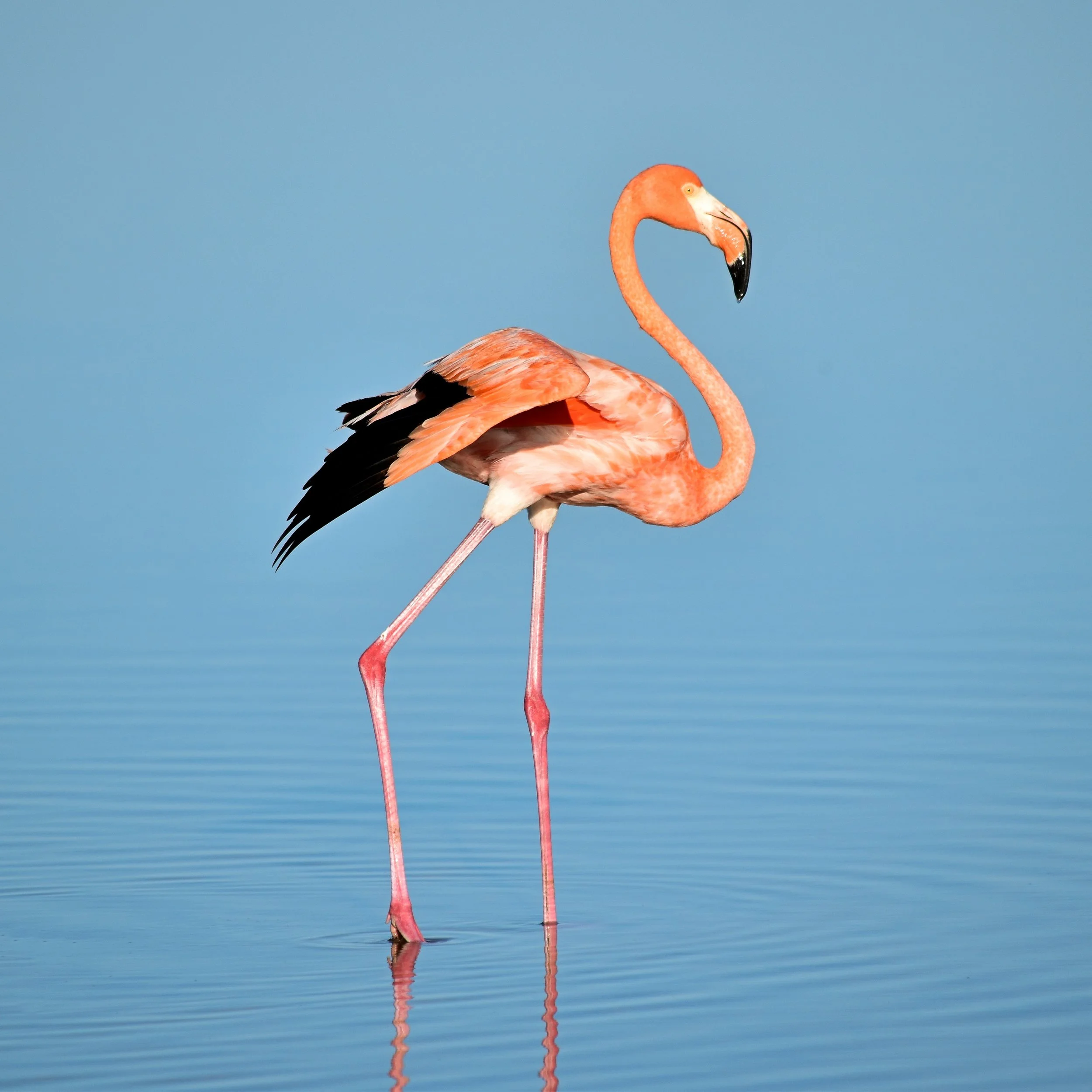 Flamingo Stories