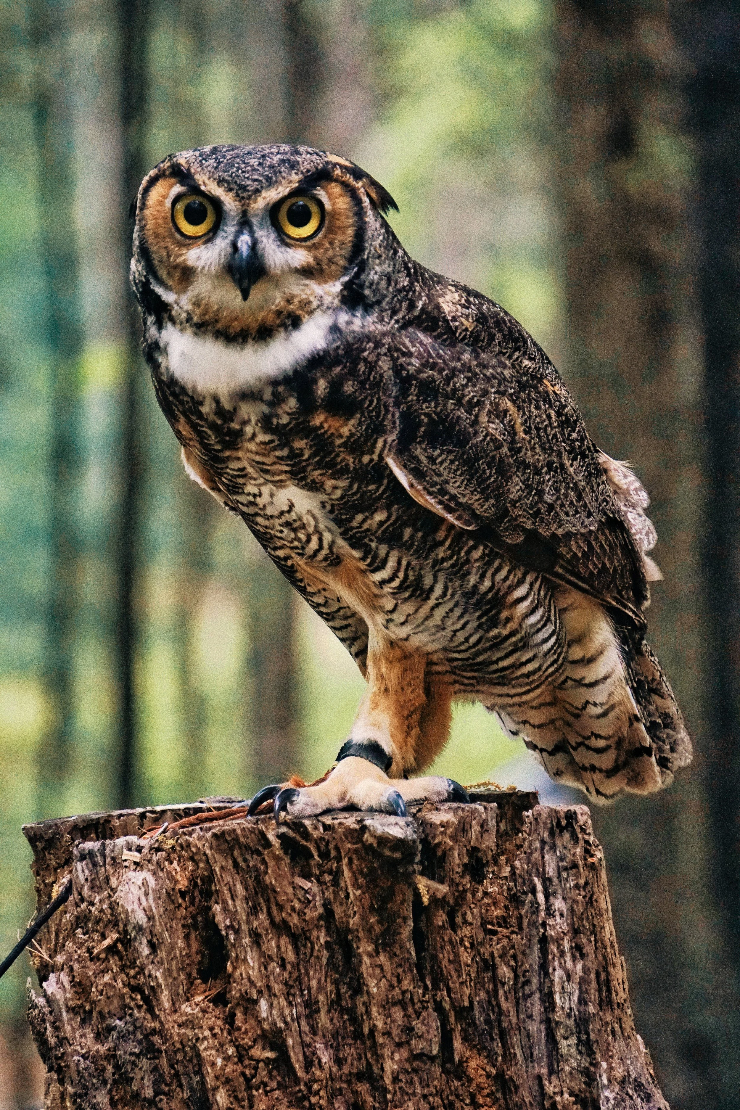 Owl Stories