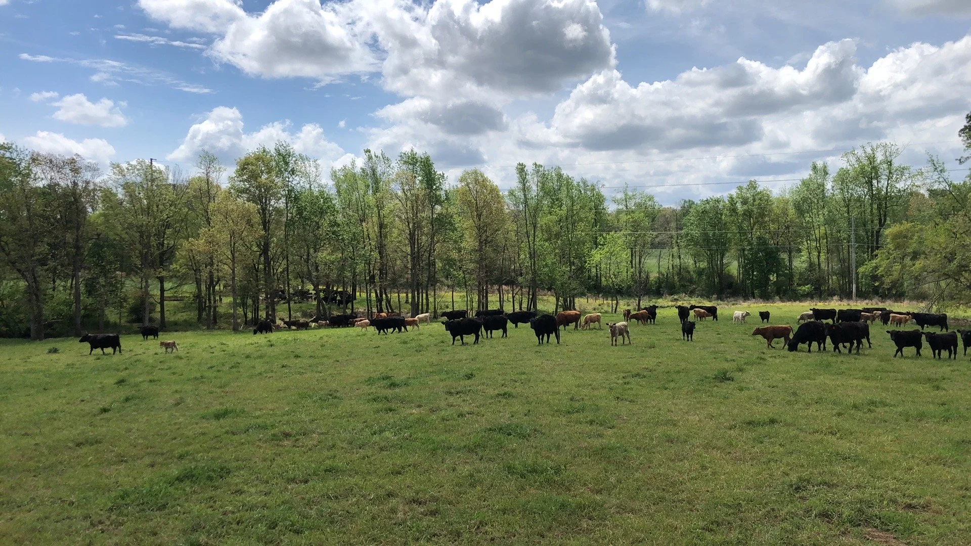 Mungo Farms LLC Local Angus Beef Heath Springs, SC