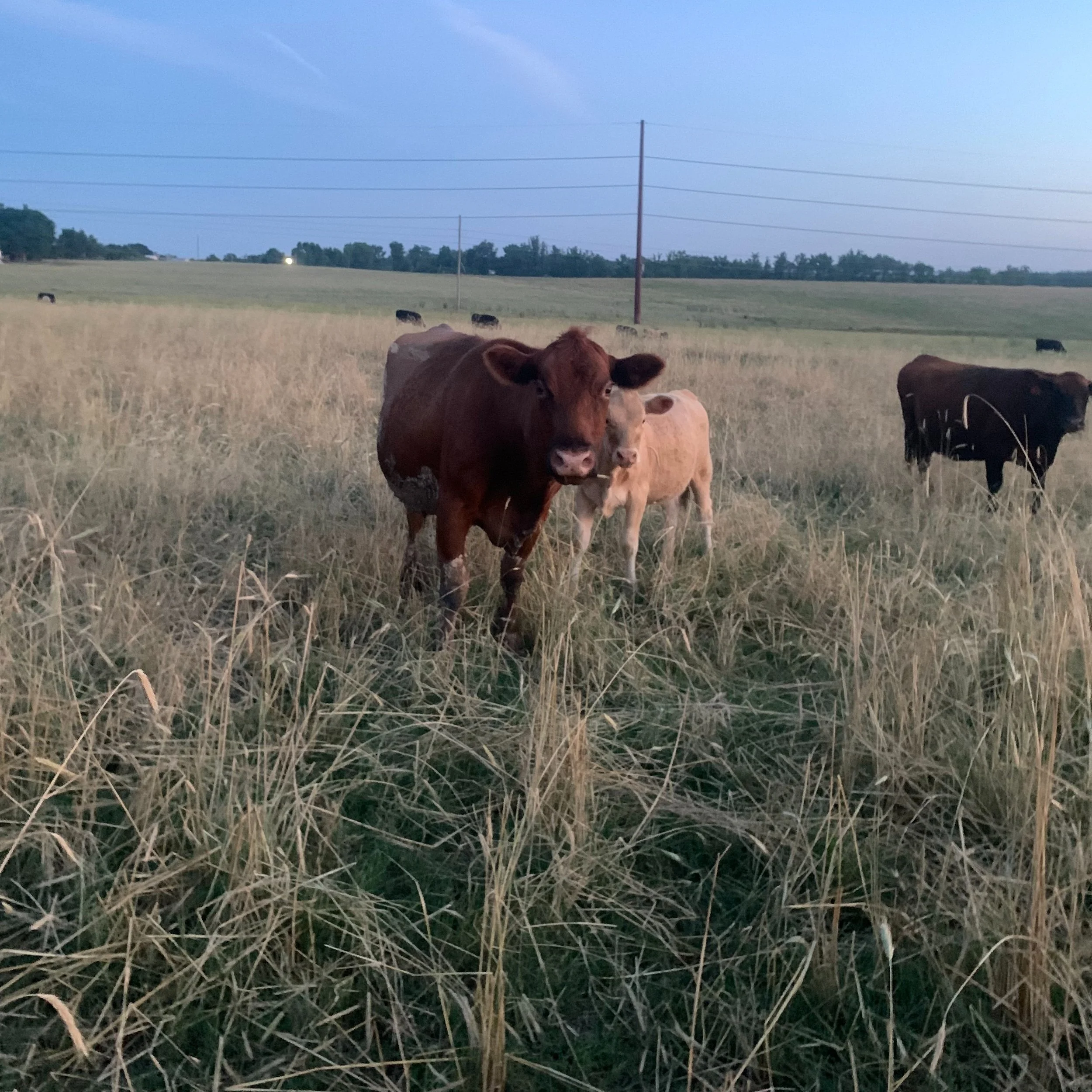 Mungo Farms LLC Local Angus Beef Heath Springs, SC