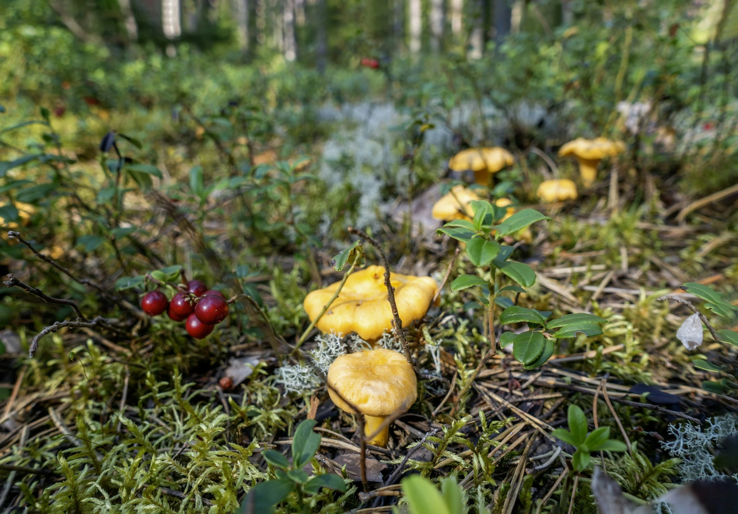 Foraging & Fungi Walk with Alla Pilster