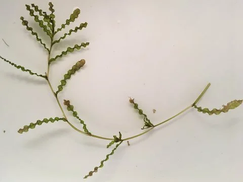 Curly Leaf Pondweed Manual Pull #1