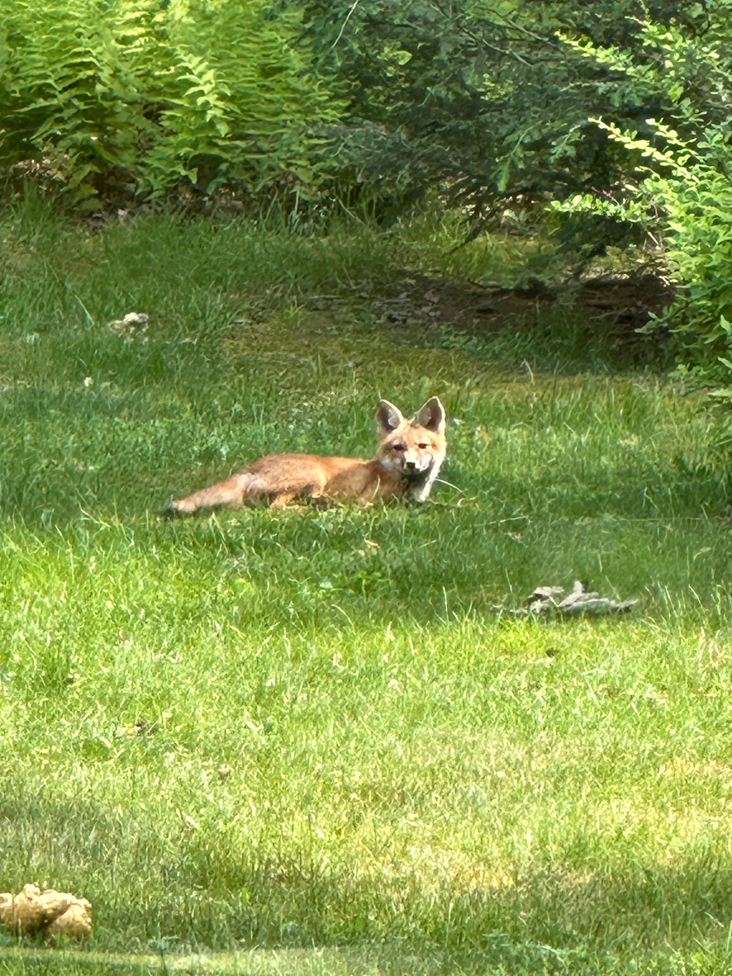 " One of 4 or 5 Fox Kits under our cottage this summer" Photo by Freda Eberle