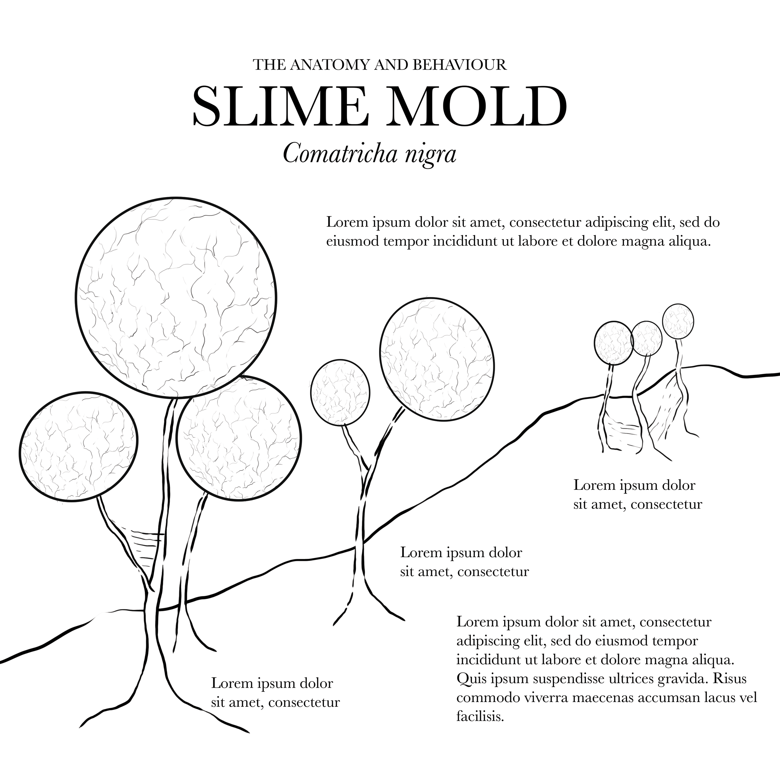slimemold_draft3.png